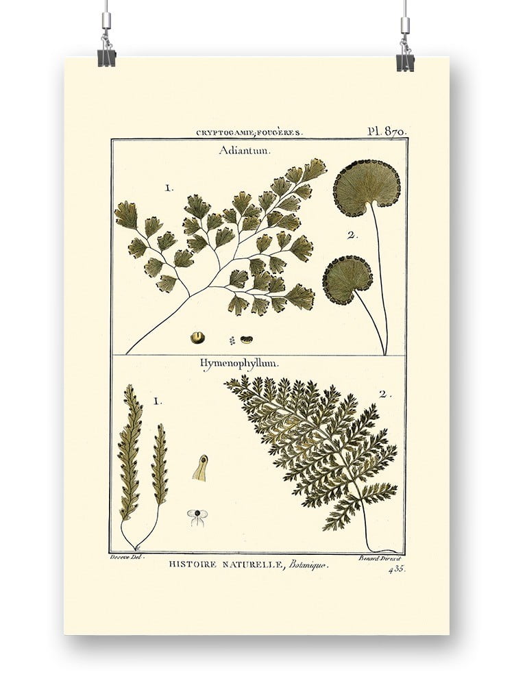 Fern Classification Iv Poster Denis Diderot Designs,