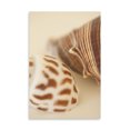 thumbnail image 2 of Gango Home Decor Sea Shells II by Karyn Millet (Printed on Paper); One 24x36in Fine Art Paper Giclee Print, 2 of 4