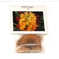 thumbnail image 4 of Hawaiian Live Yellow Kahili Ginger Plant Bulb 1 Pk Parital Shade, 4 of 6
