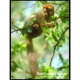 thumbnail image 2 of CafePress - Red Fronted Lemur Photo - Rectangle Magnet, 2"x3" Refrigerator Magnet, 2 of 3