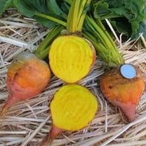 Organic Burpee Golden Beet Seeds - 1 Gram ~50 Seeds - Non-GMO, Open Pollinated, Heirloom, Vegetable Gardening & Micro Greens Seeds