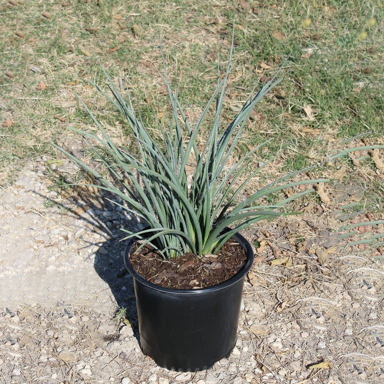 Expert Gardener Red Yucca, 30