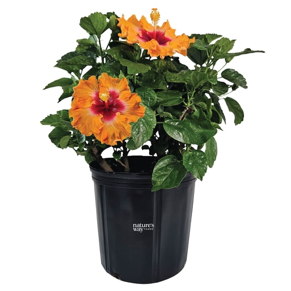 Nature's Way Farms Hibiscus Hawaiian Orange Fire Outdoor Live Flowering Plant (25-30 in. Tall) in Grower Pot May Ship Without Flowers