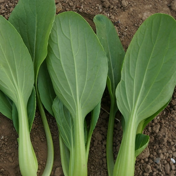 Cabbage Seeds - Pak Choi - Jimao Choi - Hybrid - 1 Lb ~80000 Seeds - Non-GMO, F1 Hybrid - Asian Garden Vegetable