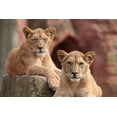 thumbnail image 2 of Wenner-Braun, Antje 24x17 Gold Ornate Wood Framed with Double Matting Museum Art Print Titled - SISTERS, 2 of 4