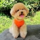 thumbnail image 5 of Camiseta para perros Chalecos de verano para mascotas Ropa para cachorros Disfraces lindos Camisas Ropa suave y transpirable Ropa para perros con estampado de moda Trajes para perros pequeños y, 5 of 6