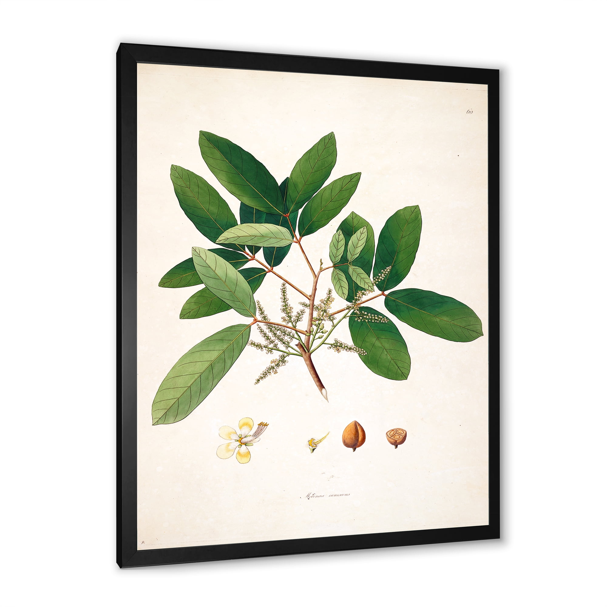 Designart 'Ancient Botanicals II' Farmhouse Framed Art Print