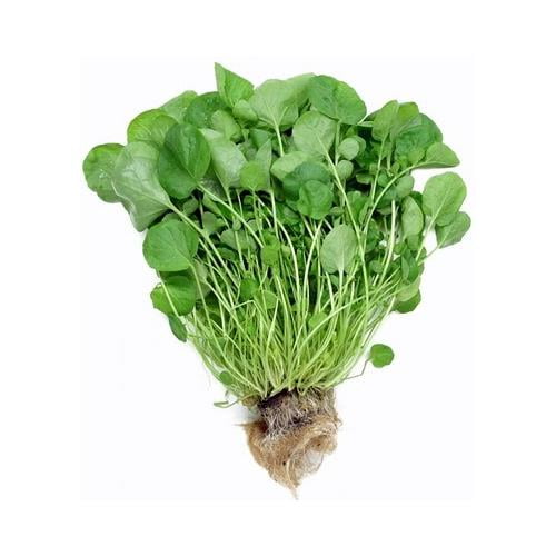 HERB Early Winter Cress  200 Heirloom seed.....FREE Shipping 