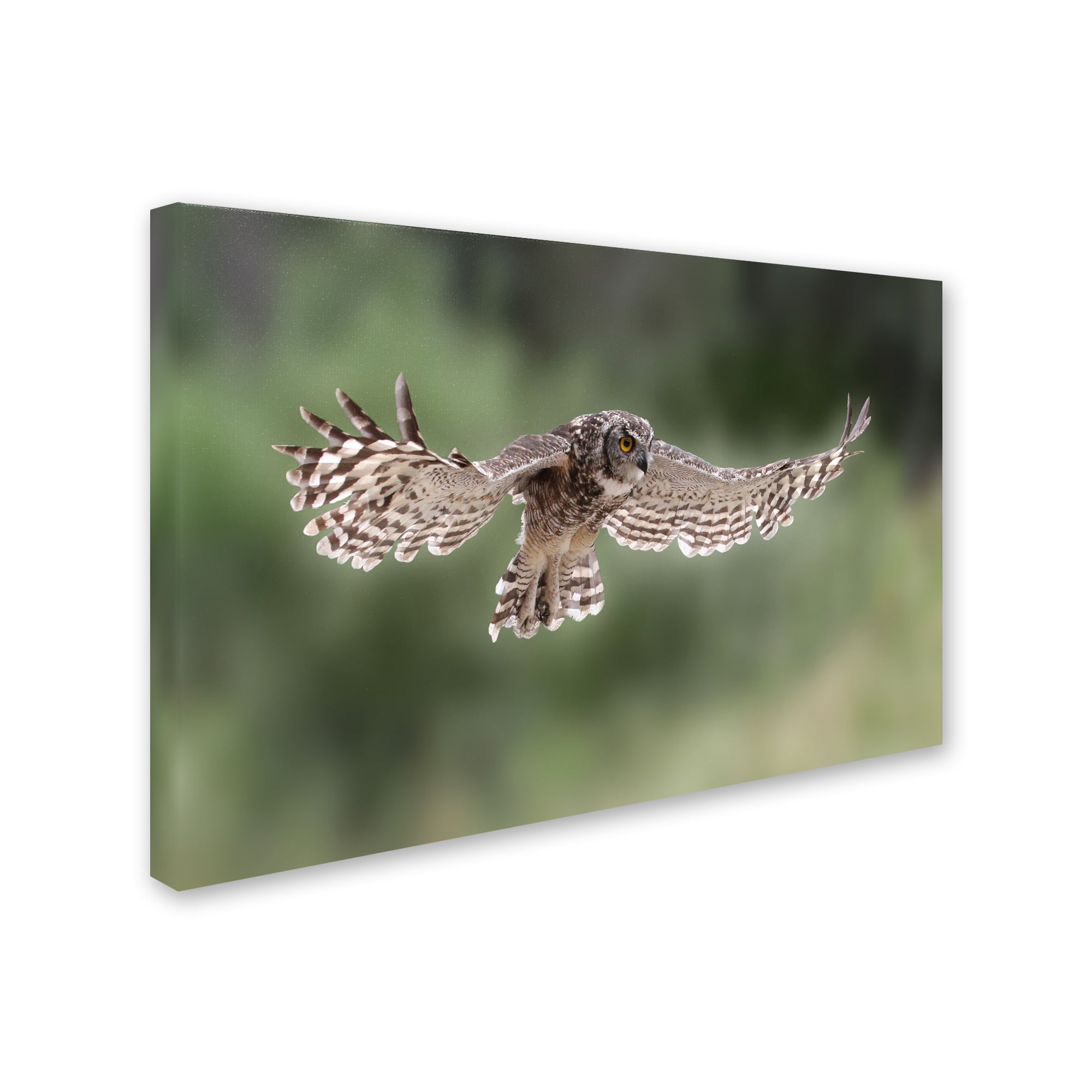 Trademark Fine Art 'Owl' Canvas Art by Andre Marais
