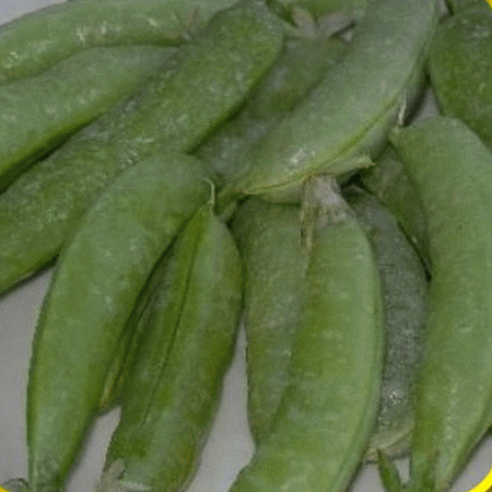 Everwilde Farms - 150 Super Sugar Snap Pea Seeds - Gold Vault Jumbo Bulk Seed