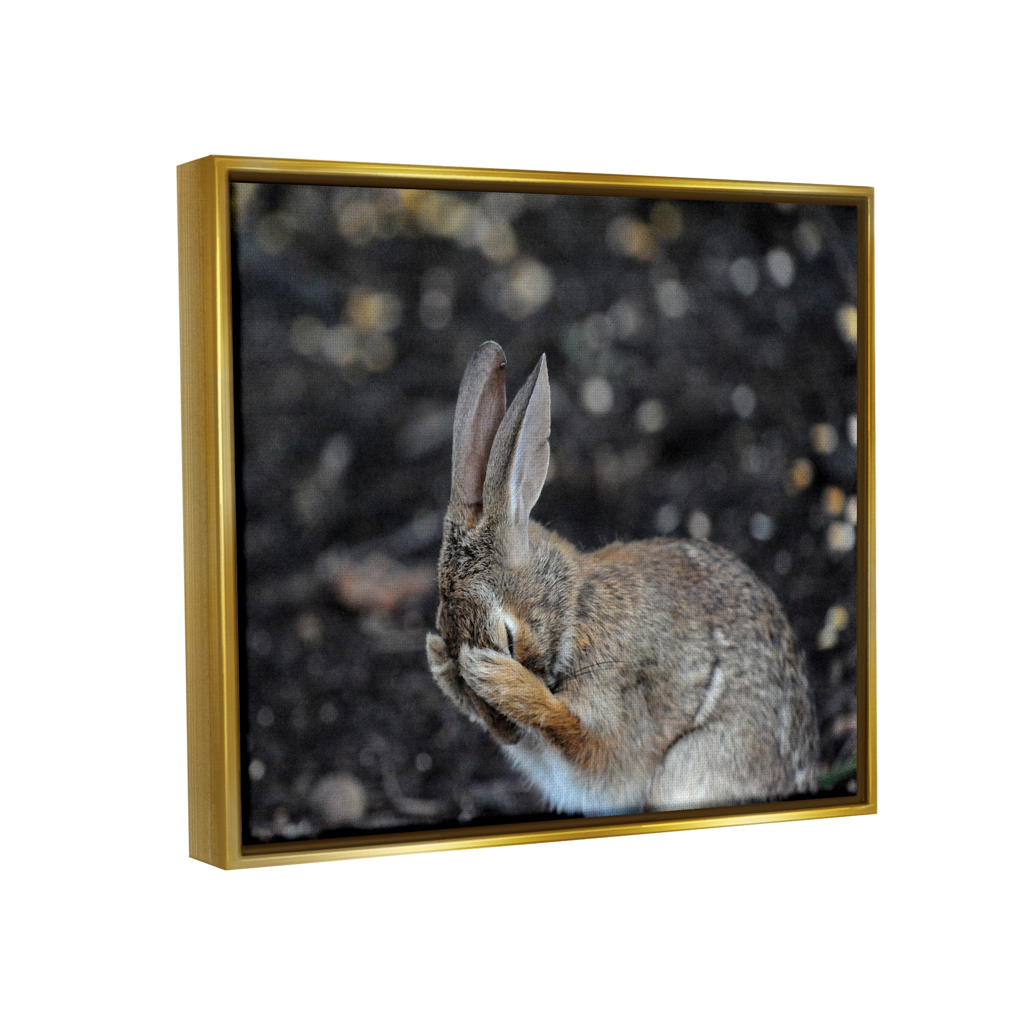 Stupell Industries Embarrassed Rabbit Photograph Animals & Insects Photography Gold Floater Framed Canvas Art Print Wall Art, 21 x 17