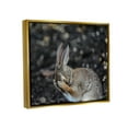 thumbnail image 4 of Stupell Industries Embarrassed Rabbit Photograph Animals & Insects Photography Gold Floater Framed Canvas Art Print Wall Art, 31 x 25, 4 of 10