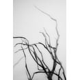 thumbnail image 2 of Stramel, Renee W. 23x32 Black Ornate Wood Framed with Double Matting Museum Art Print Titled - Searching Branches II, 2 of 4