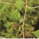 thumbnail image 3 of Red De Soporte De Yute Natural Para Plantas Trepadoras. Afortunado Sencillez, 3 of 5
