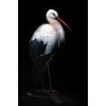 thumbnail image 2 of Pascual Buye, Santiago 11x14 Black Ornate Wood Framed with Double Matting Museum Art Print Titled - White Stork Portrait, 2 of 4