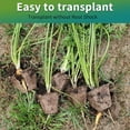 thumbnail image 2 of 240 Cells Seed Starter Tray, 20 Packs Peat Pots Seedling Pots Biodegradable,Seedling Starter Kit, MQINGHOS Organic Germination Plant Starter Trays,Cell Pots with 20 Labels,2 Transplant Tools, 2 of 7
