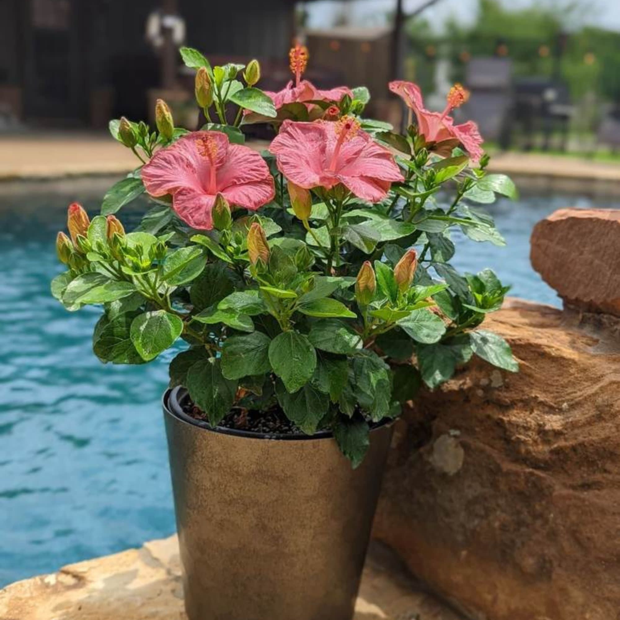 Proven Winners ColorChoice 6" Pink Hollywood Hibiscus First Lady Tropical Hibiscus Live Plant in 7.5" Pot