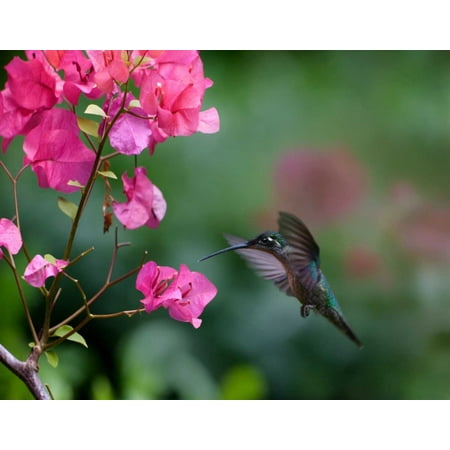 Magnificent Hummingbird female feeding at flower Costa Rica Poster Print by Tim