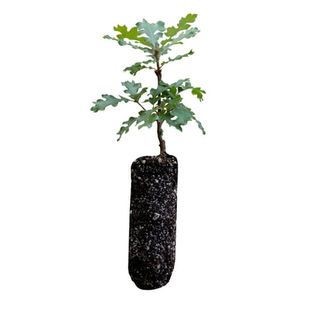 California Scrub Oak | Medium Tree Seedling | The Jonsteen