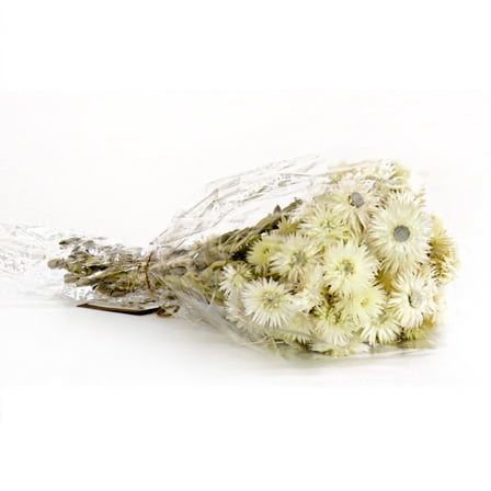 16 in. Dried Natural Capeblumen Flowers Bouquet