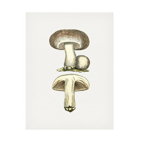 Trademark Fine Art Pictufy Hand Drawn Field Mushroom Gray Canvas Wall Art