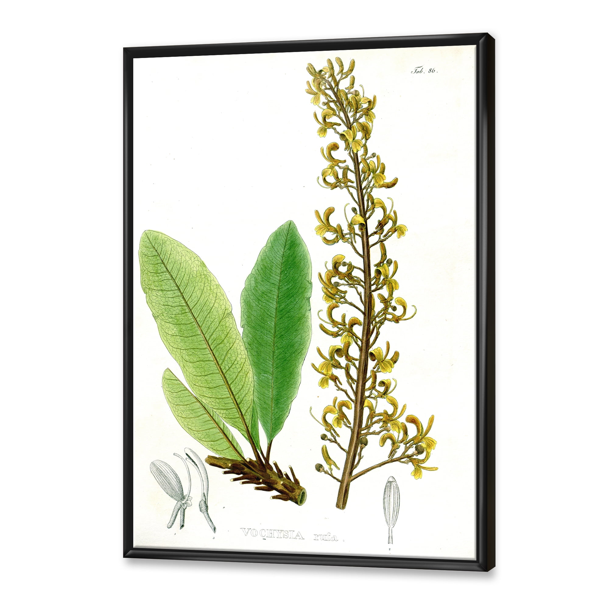 Ancient Brazilian Plant IV 30 in x 40 in Framed Painting Canvas Art Print, by Designart