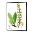 thumbnail image 3 of Designart 'Ancient Brazilian Plant IV' Traditional Framed Canvas Wall Art Print, 3 of 5
