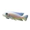Snow White Cichlid Unsexed, Live Fish, Aluonocara 3pack