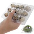 thumbnail image 2 of 100pcs 12 Grids Quail Egg Box Reusable Quail Egg Cartons Egg Container Transparent Frid Container Mini Egg Dispenser with Lid for Refrigerator, 2 of 5