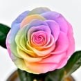 thumbnail image 3 of Fiudx Rosa de Cristal con Diseño Romántico de Led, Base de Madera y Vidrio de Borosilicato de Alta Calidad, Elegante Decoración para El Hogar, Ideal para San Valentín y Bodas, Luz Cálida, Tamaño 13 X, 3 of 4