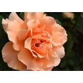 thumbnail image 3 of 30 Seeds| Just Joey Rose Bush Flower Seeds#1048 |BUY 4 GET 1 FREE|, 3 of 4
