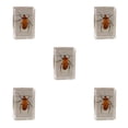 thumbnail image 3 of Billuyoard Espécimen de insecto Real resistente y duradero con escorpión transparente, araña, avispa, escarabajo, uña de hoja roja Type2 NO2, 3 of 6