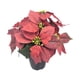 thumbnail image 1 of Planta de Pascua artificial navideña con flores artificiales en maceta decorativa navideña 9 cabezas, 1 of 9