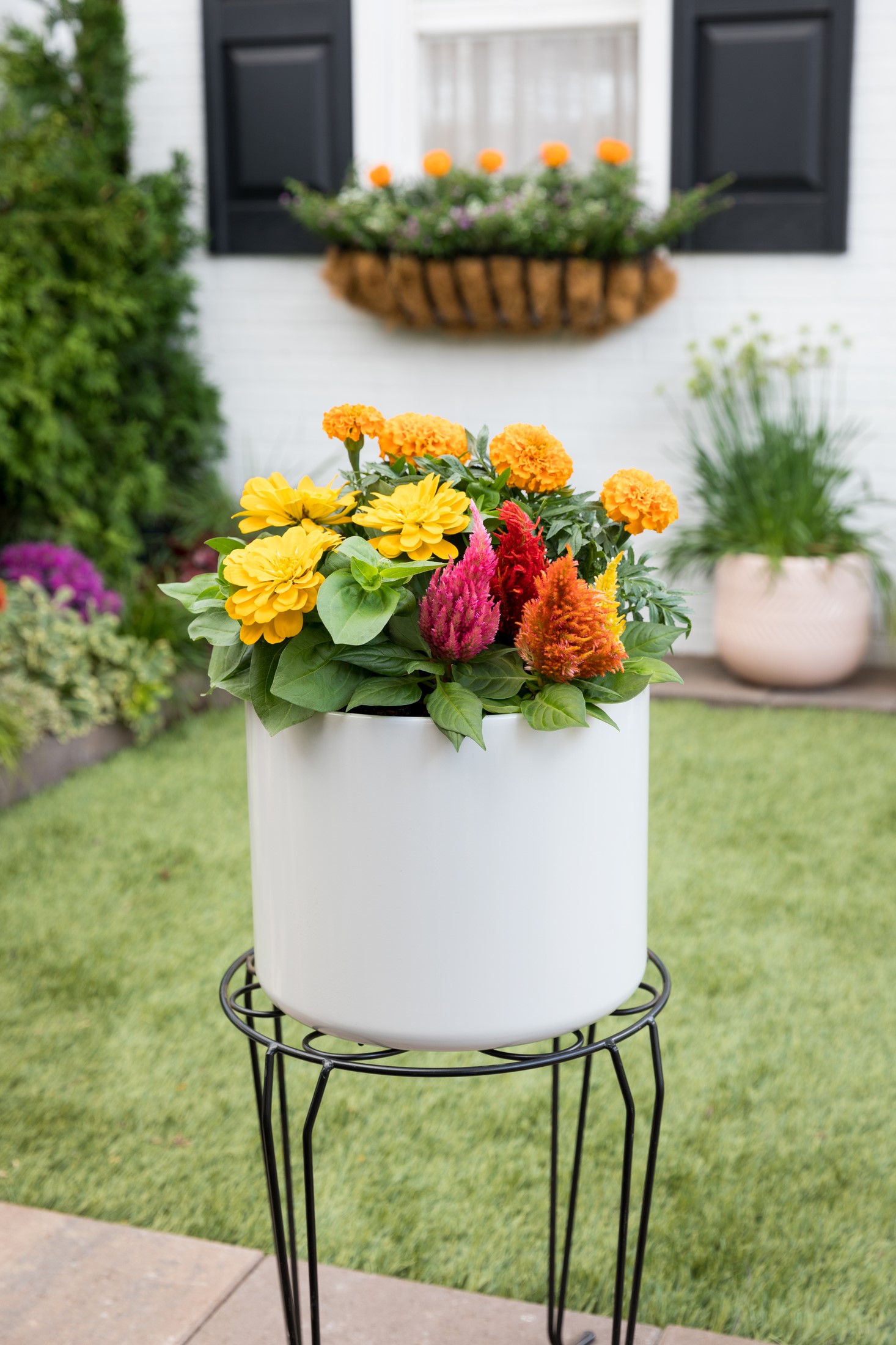 Expert Gardener 1PT Orange Marigold Live Annual Plant Sun 6-Pack