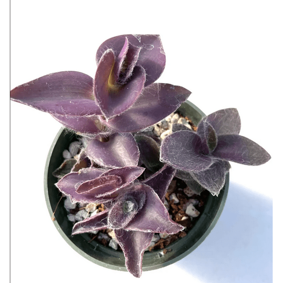 Tradescantia Pallida 'Purple Heart' Wandering Dude Succulent Live Plant 2 Inch for Indoor Outdoor Home Office Garden Decor