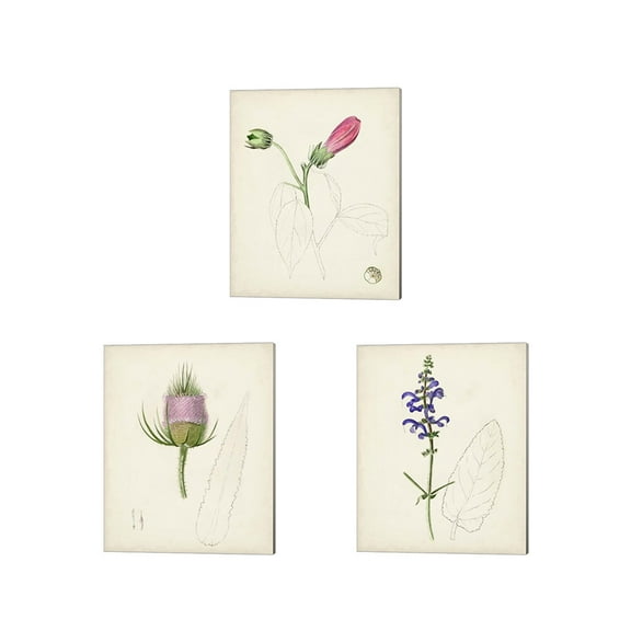 Great Art Now Watercolor Botanical Sketches by Unknown 3 Piece Canvas Art Set Each 12"W x 15"H
