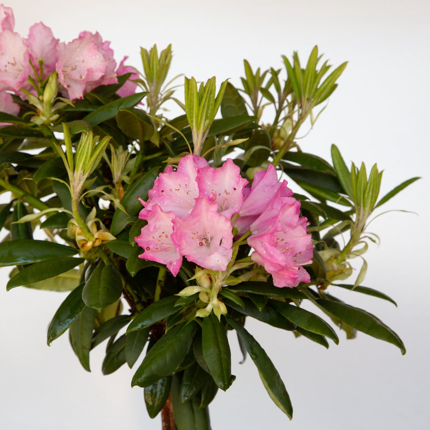 Southern Living Southgate Brandi Rhododendron Live Shrub in 2-Gallon Grower Pot