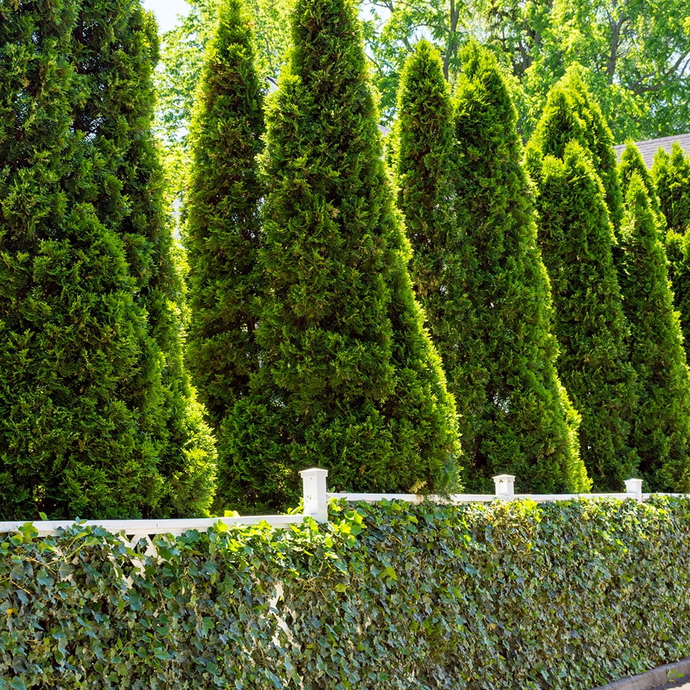 Expert Gardener Live Christmas Tree Emerald Green Arborvitae (2.5 Quart) Evergreen Plant with Decorative Burlap Wrap