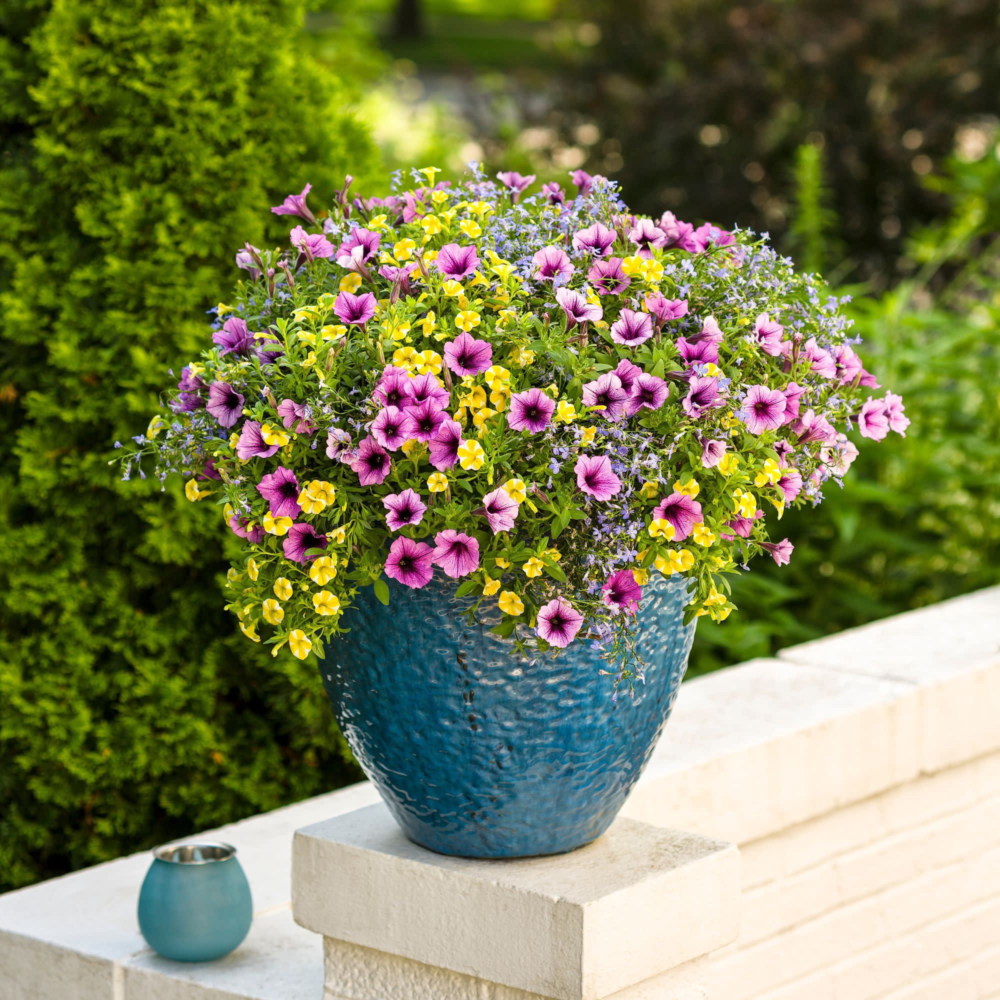 Proven Winners 4" Multicolor Superbells Lemon Slice Calibrachoa Live Plant in 4.25" Pot (4 Count)