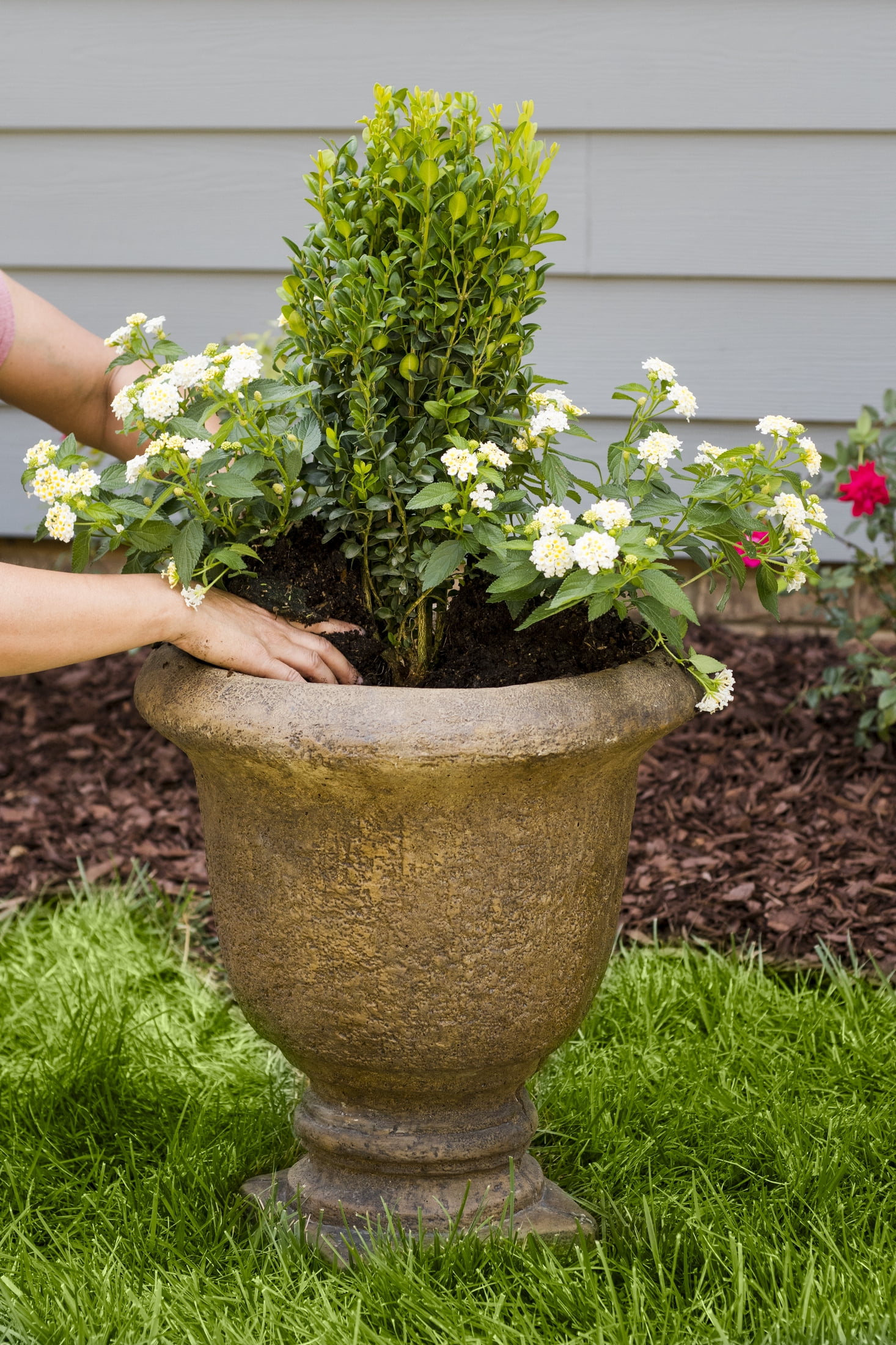 Expert Gardener 2QT White Lantana Live Annual Plant Sun 3-Pack
