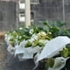 thumbnail image 4 of Scienceny Bolsas de red de protección de plantas efectivas de 100 piezas para protección de frutas bolsas de malla Jardín y Patio Estilo de cuerda blanca., 4 of 6