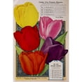 thumbnail image 3 of Vintage Apple Collection 11x14 Black Modern Framed Museum Art Print Titled - Childs Tulips, 3 of 5