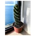 Spiral Cactus Cereus forbesii 'Spiralis' Twisted Rare Succulent