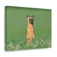 thumbnail image 2 of Funny Weasel Silly Weasel Scene Outside Wall Art Ready to Hang Unframed, 2 of 18