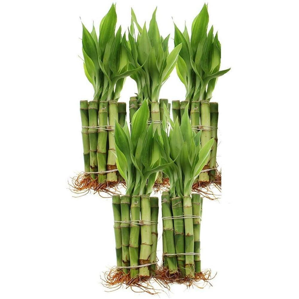NW Wholesaler Live Lucky Bamboo Plant Bundle of 50 Stalks 4