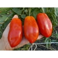 thumbnail image 5 of Poivre de Tomate Sans Ogm, 5 of 5