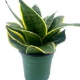 thumbnail image 2 of Black Gold Snakeplant, 4 inch, Green and Yellow Snake Plant, Variegated Sansevieria trifasciata, Well Rooted Healthy Starter Succulent, 2 of 6