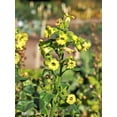 thumbnail image 2 of 250 AZTEC TOBACCO Midewiwan Sacred Nicotiana Rustica Yellow Flower Herb Seeds, 2 of 7