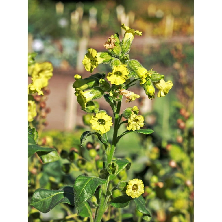 midewiwan sacred tobacco 250 AZTEC TOBACCO Midewiwan Sacred Nicotiana Rustica Yellow Flower Herb Seeds