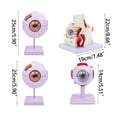 thumbnail image 3 of JZROCKER 6 Times Eye Anatomy Model Removable Eyeball Anatomy Model Organs Teaching Prop,, 3 of 20